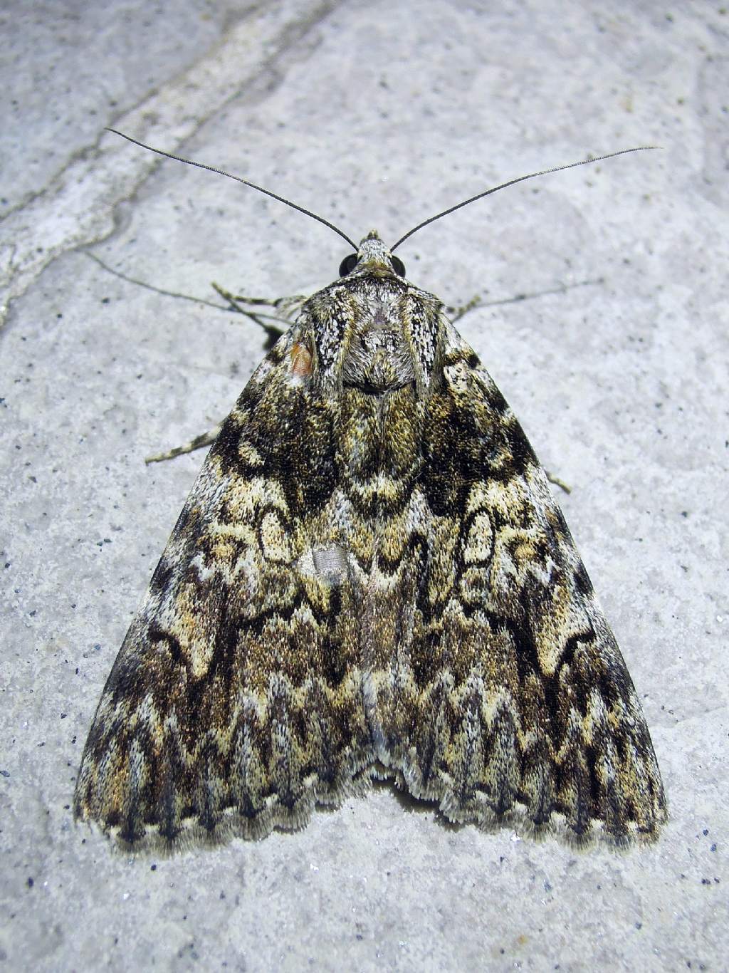 Catocala promissa (Erebidae)